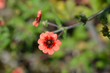 Obraz premium Cinquefoil Roxana flowers