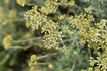 Italian everlasting flower buds