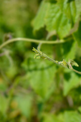 Creeping Gloxinia new leaves