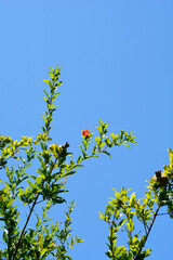 Pomegranate branch with flower