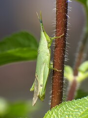 Atractomorpha crenulata on plant stem