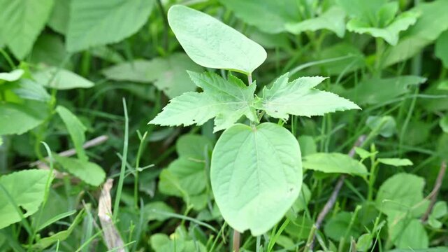Castor oil plant. Ricinus communis, the castor bean or palma-christi is a species of&nbsp;perennial&nbsp;flowering plant&nbsp;in the&nbsp;spurge&nbsp;family. It is the sole species in the&nbsp;monotypic&nbsp;genus and Ricinus.