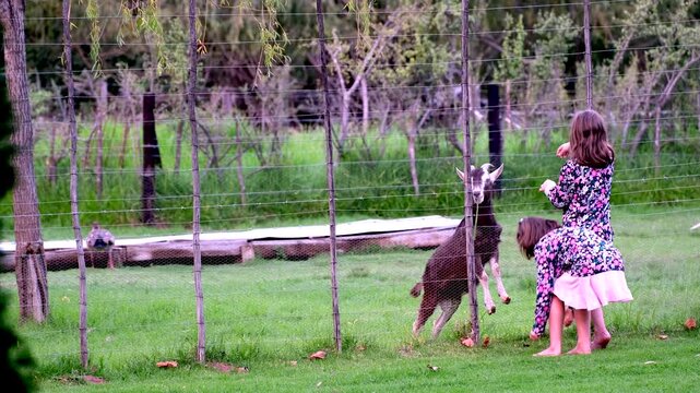 Twin girls on petting farm feeding billy goat standing up on fence fresh grass