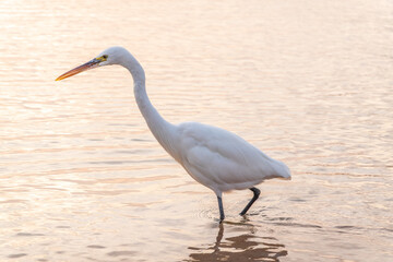 Great egret (Ardea alba), a medium-sized white heron fishing on the sea beach