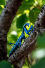Bold, bright blue praying mantis resting on a tree branch, with the surrounding foliage softly blurred to emphasize the unique color of the insect.