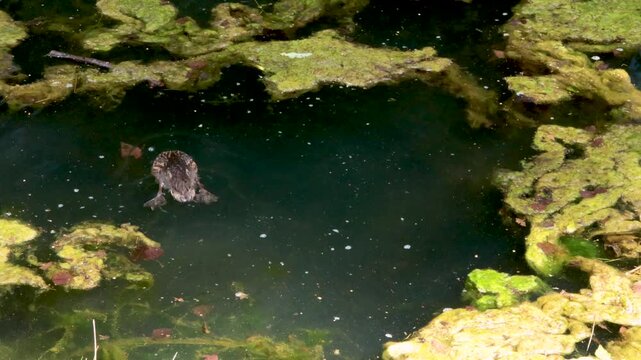 Wild duck swim and diving in pond in summer. Sunny day and wild animal life on and under water. Nature and lake. 