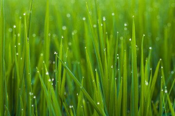 dew on rice plant