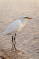 Great egret (Ardea alba), a medium-sized white heron fishing on the sea beach