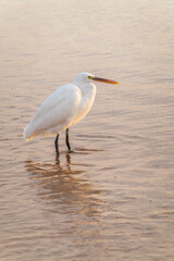 Great egret (Ardea alba), a medium-sized white heron fishing on the sea beach