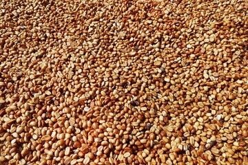 Close up of coffee beans for background          