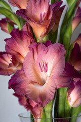 Fototapeta premium Gladioli flowers in a vase in a kitchen, close up