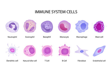 immune system cells. cartoon flat different shaped blood cells set, Basophil, Eosinophil, Neutrophil, Monocyte and Fibroblast. vector educational medical collection.