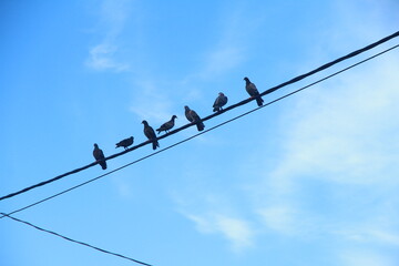 birds act symmetry on wire 