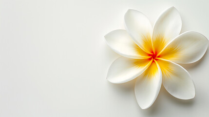 Obraz premium Top View of One Frangipani Flower Isolated on White Background. Generative AI