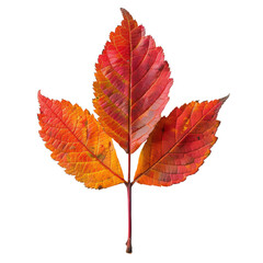 Vibrant autumn leaves showcasing the lively colors of fall.