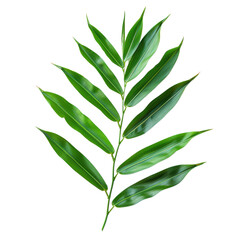 Fototapeta premium Vibrant Green Leaf Against Plain Background