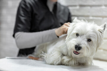 West Highland White Terrier dog in a grooming salon during grooming