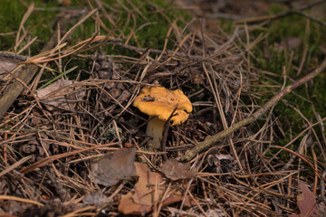 ?hanterelle mushroom grows under pine litter