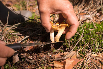 Mushroom picker cuts chanterelles with knife. Mushroom picking