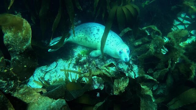 A young grey seal, which has not yet developed its darker adult coat, looks at the camera with a timid expression, resting on the seabed amidst a backdrop of kelp seaweeds.
