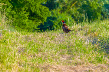 Beautiful pheasant standing on green slope