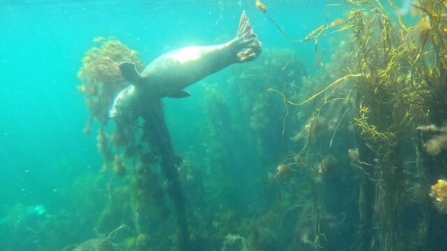 A juvenile grey seal, with a white coloration and no spots, looks at the camera at the surface before swimming into the kelp seaweeds. The turquoise waters of the northern Atlantic Ocean create