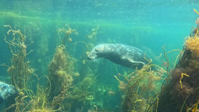 Two grey seals meet, with one displaying aggression towards the other by opening its mouth in front of it. The second seal appears unfazed. Check my gallery for similar footages.
