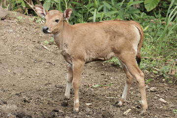 A young Javanese cow is vigilantly monitoring its surroundings. This mammal has the scientific name Bos javanicus.