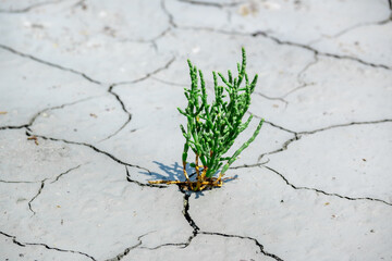 New Life