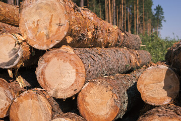 Pine wood stacked outdoors. Timber harvesting. wood industry