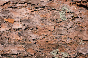 Background with wood texture pine