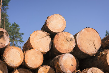 Pine wood stacked. Timber harvesting. wood industry