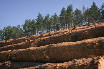 Pine wood stacked. Timber harvesting. wood industry