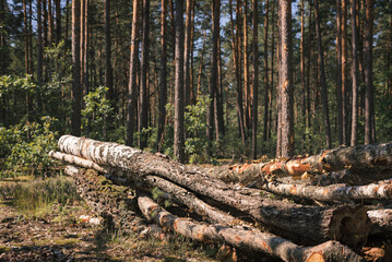 Birch wood stacked. Sawmill