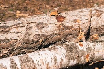 Birch wood stacked. Sawmill. Firewood preparation