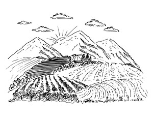 Naklejka premium Rural landscape with fields, vineyards.