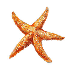 A vibrant orange starfish showcasing its unique texture and beautiful shape, perfect for marine and beach-themed projects.