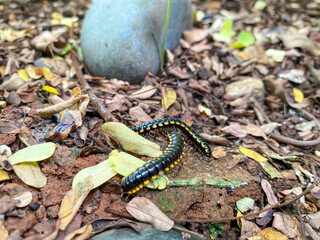 Obraz premium Harpaphe haydeniana commonly known as yellow spotted milipede