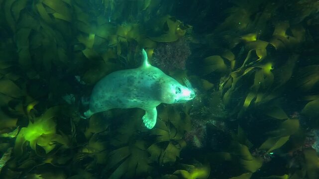 A young grey seal (white coat, Halichoerus grypus) swims up from the seabed, rolls onto its back, then turns around and comes to kiss the camera.
