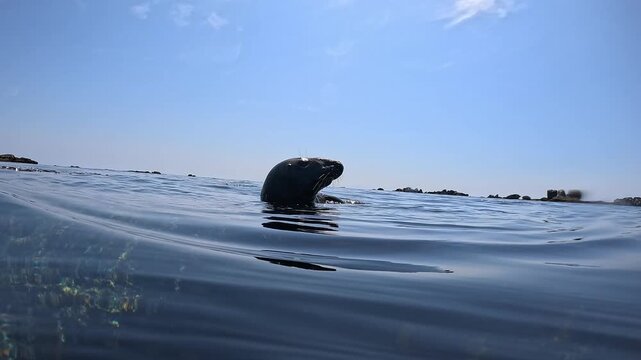 A male grey seal roars (or bleats) at the surface, resting on a rock. Check my gallery for similar footages.
