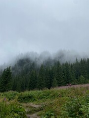 landscape with summer mountains with fog