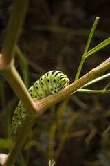 beautiful green spotted Papilio machaon or Old World swallowtail caterpillar on plant. Soft focused vertical macro shot