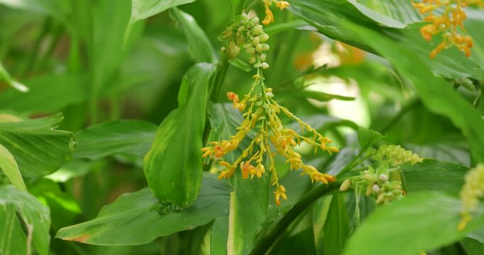 Globba winitii (Globba) plant, The colorful of yellow wild ginger flowers. Feature look like the flying swans.