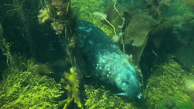  : A male adult grey seal (Halichoerus grypus) with closed eyes, sleeping at the bottom of the water among the algae. Filmed in Brittany, France, in the Atlantic Ocean. Part of a collection of videos 