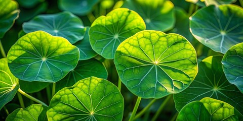 Delicate, rounded nasturtium leaves with intricate veins unfurl in a tranquil, shaded area, surrounded by soft, muted greenery and dappled sunlight.