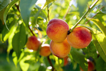 Ripe peach fruit hanging on the branch of a young tree
