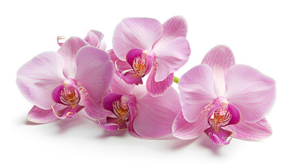 Obraz premium pink orchid isolated on white