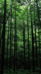 Fototapeta premium nature forest landscape