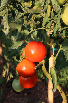 Close-up of red ripe Optima big tomatoes on plant  in the vegetable garden on summer 