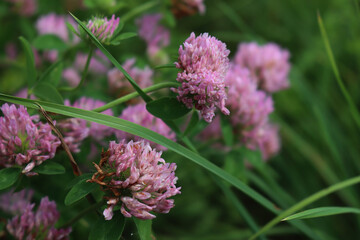 Pink clover flowers in the meadow. Trifolium pratense plants in bloom on summer